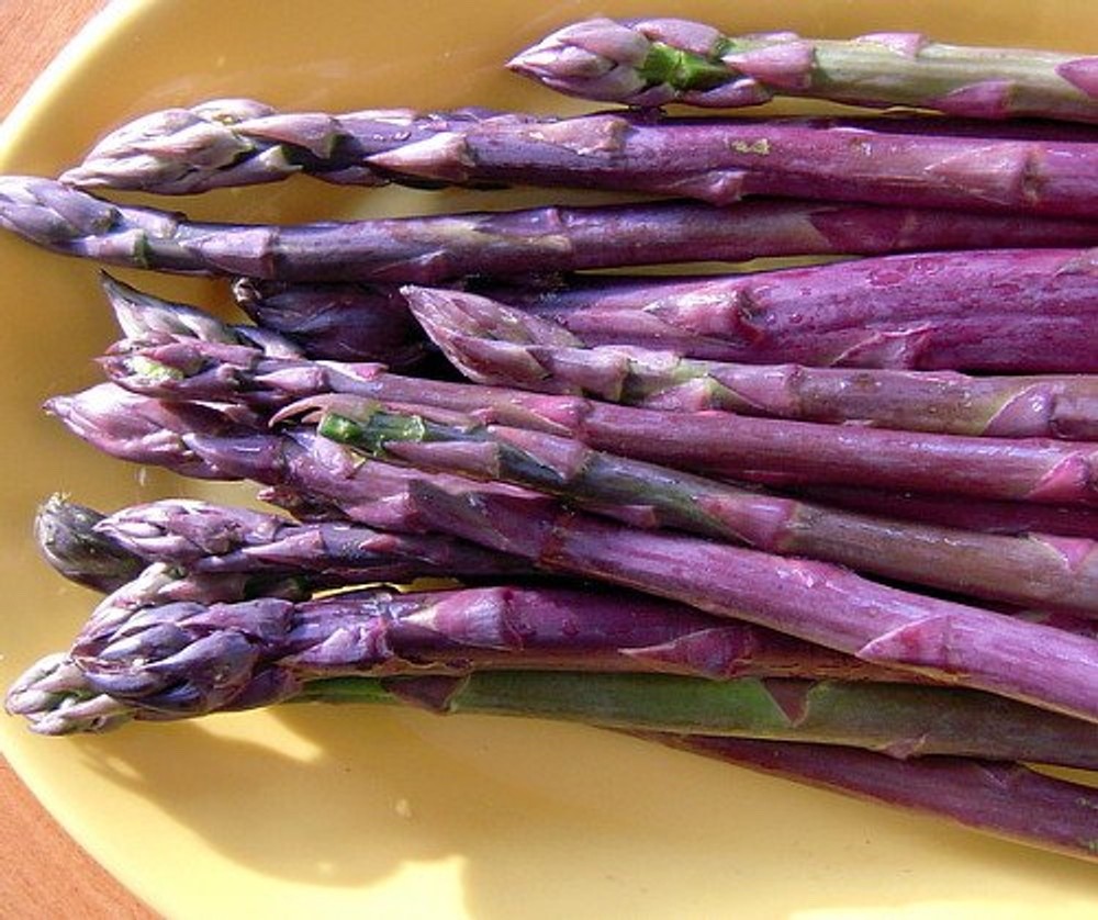 20 Purple Passion Asparagus Roots – Asparagus officinalis – Bare Roots