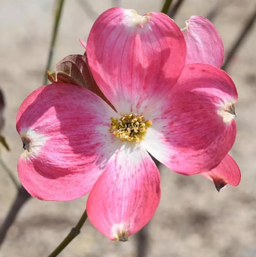Pink Dogwood Tree, Live Plant, Qt Pot, 10–16″ Tall, No Ship AK, HI, PR