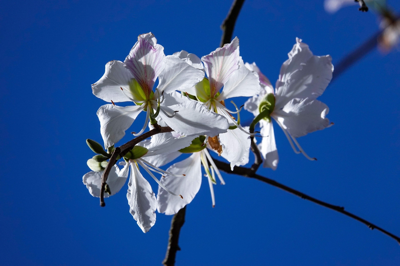 10 WHITE ORCHID TREE Bauhinia Alba Camel’s Foot Butterfly Flower Tree Seeds
