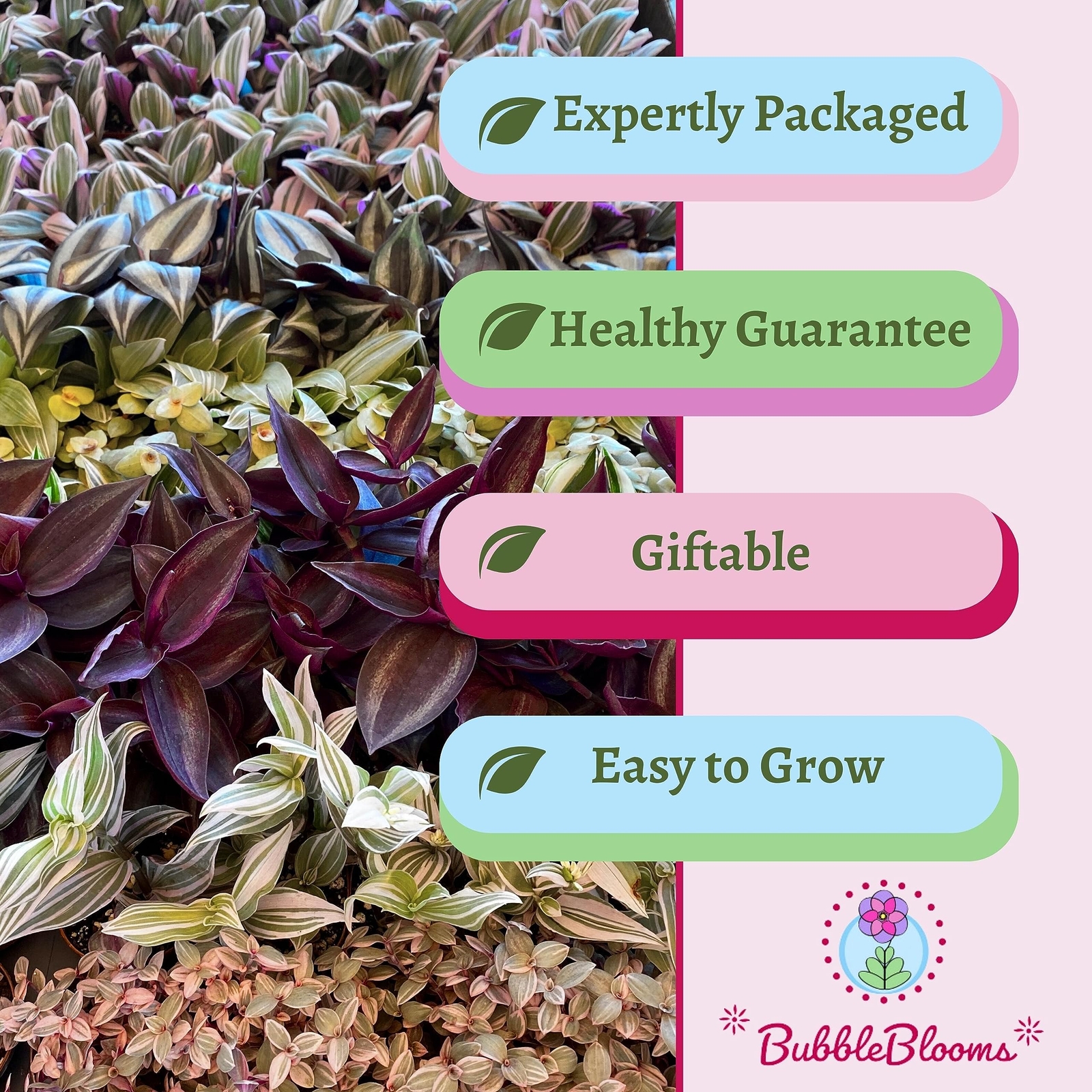 Wandering Jew Assortment, Tradescantia Variety, 2 inch, Set of 3 Tiny Mini Pixie