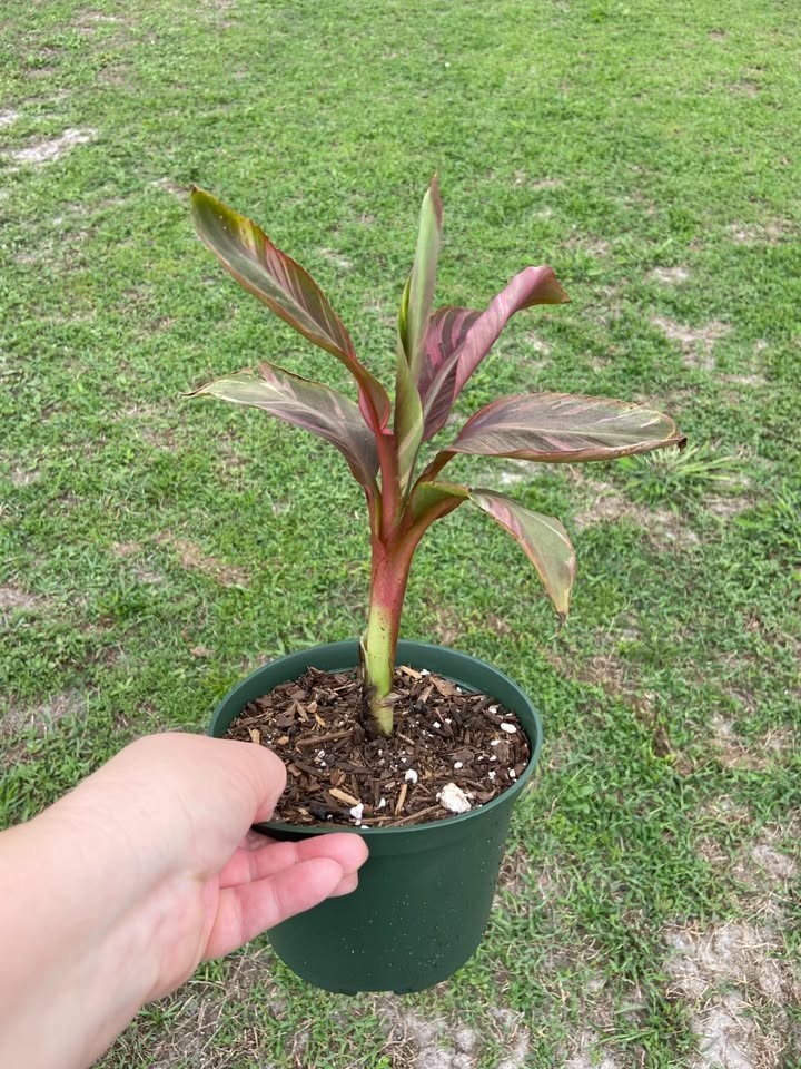 Nono Musa Hot Pink Variegated Banana Plant