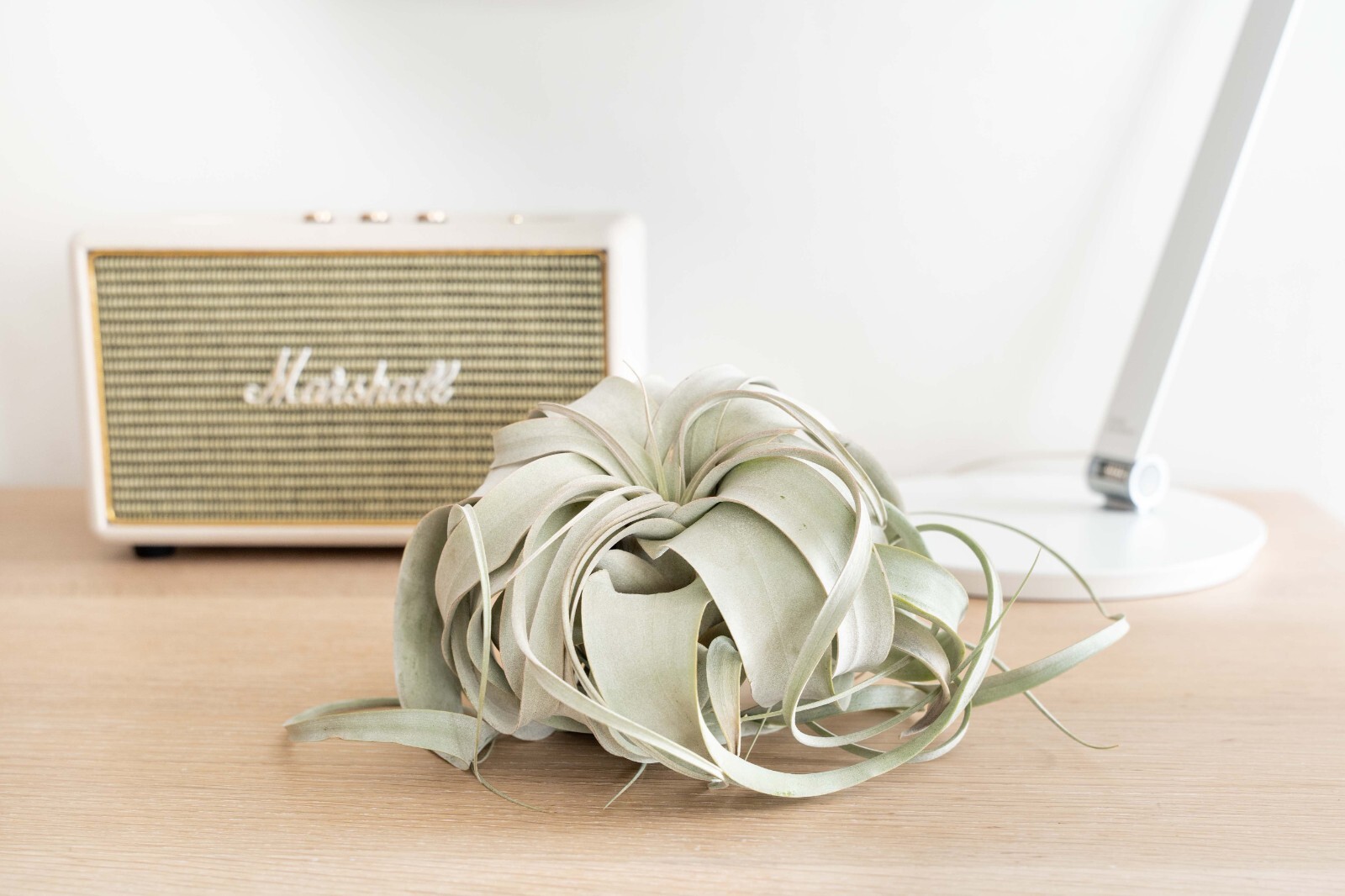 Large Xerographica Air Plants 5–7″ – Easy Indoor Outdoor Home Decor Plant