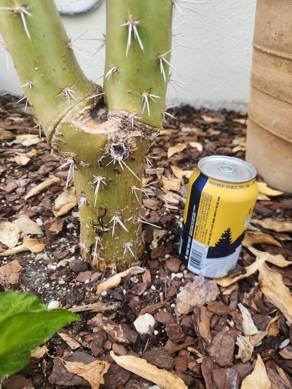 5x GIANT Pereskiopsis. 5″ Cuttings. Grows 15 ‘+ And Thicker than Soda Can. HUGE