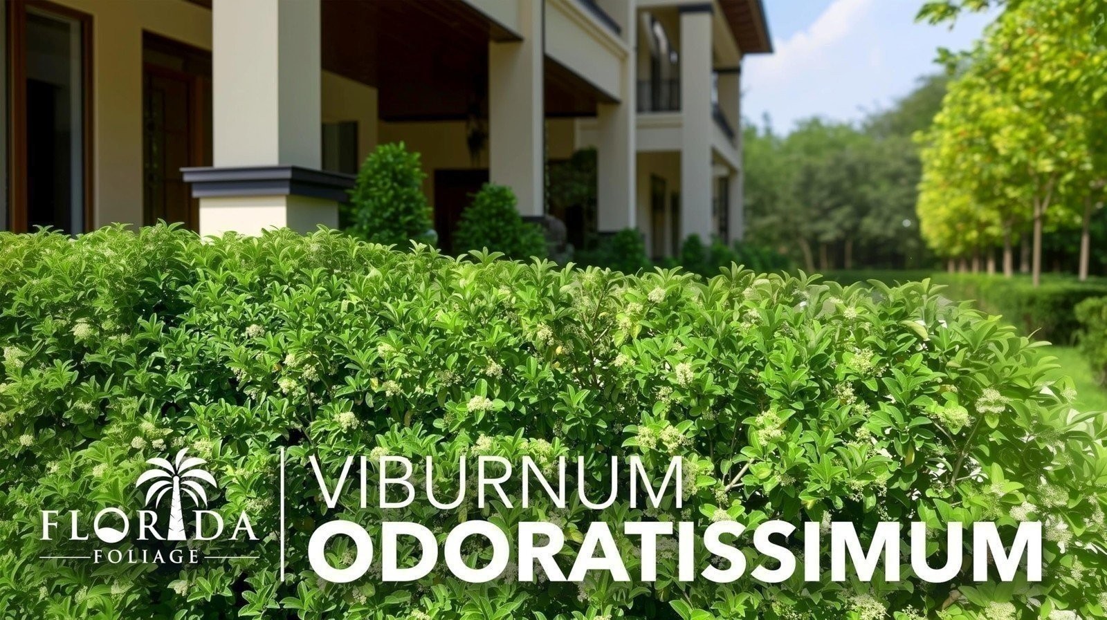 Sweet Viburnum Odoratissimum – Live Plants – Evergreen Privacy Hedge