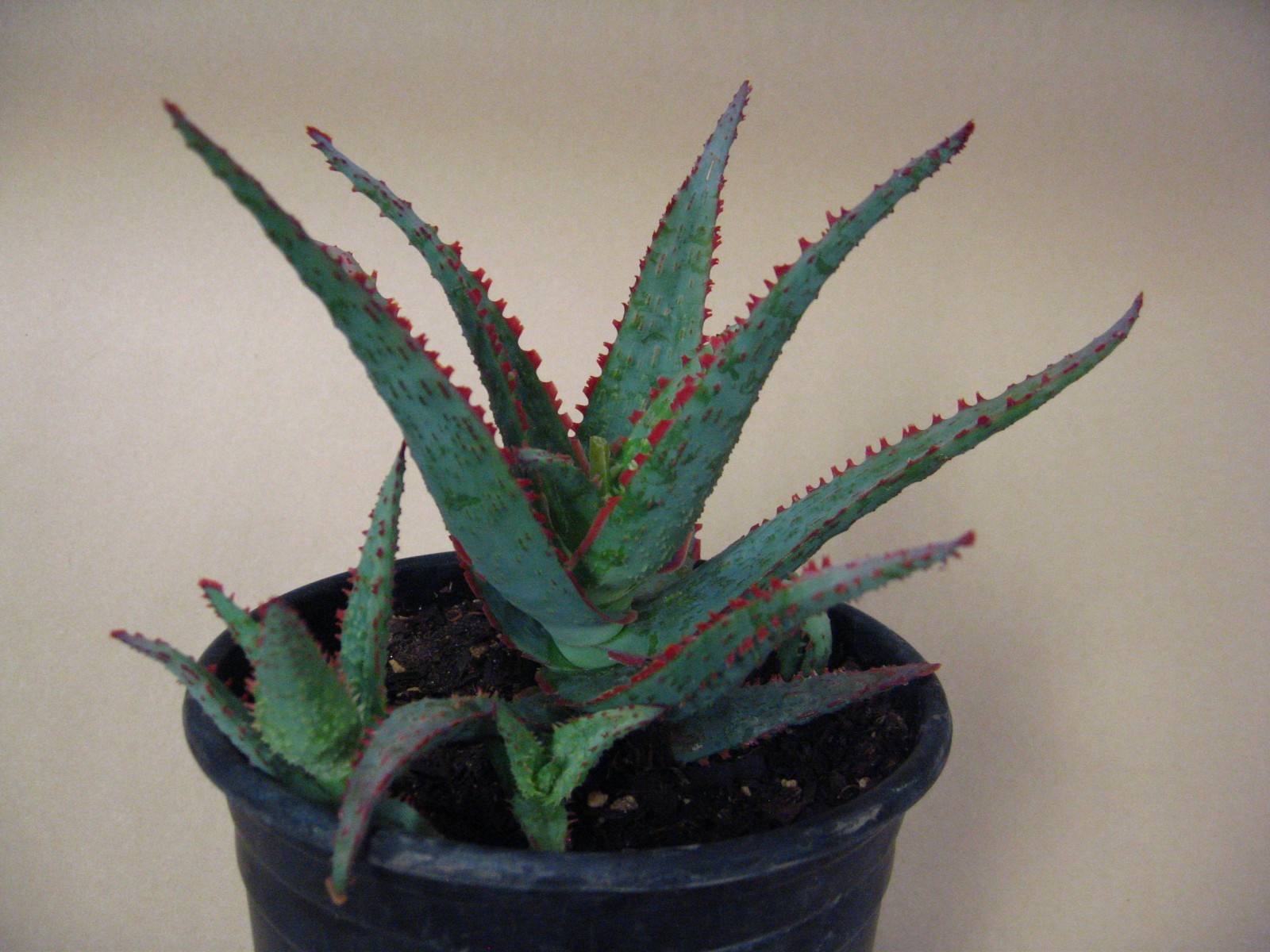 Aloe “Dracula’s Blood” Hybrid — Rare Succulent With 4 Offsets SUMMER SALE!!