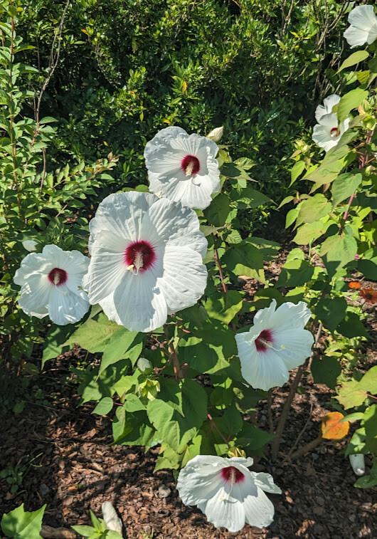 WHITE HIBISCUS MOSCHEUTOS (SWAMP ROSE-MALLOW) 20 SEEDS ( FRESH 2023 CROP)