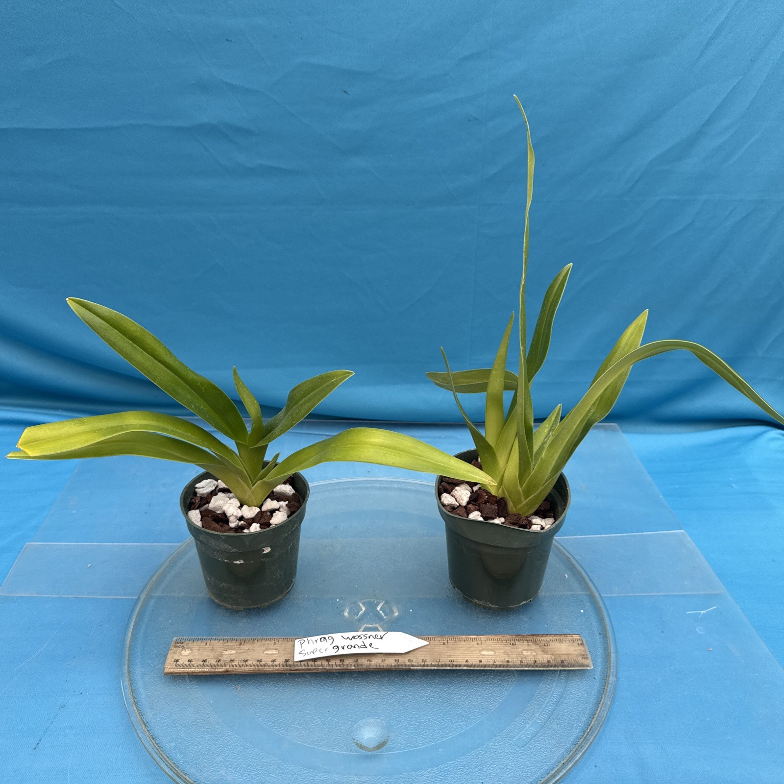 Phragmipedium Wossner Supergrande Olive Green Red Orchid New Growth 3.5” Pot
