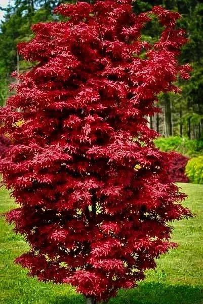Acer p ‘Twombly’s Red Sentinel’- #1 Gallon Pot – Year-Round Color- 18-24″ Height