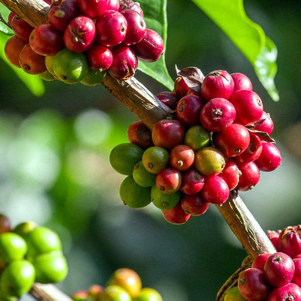Arabica Coffee Plant Live Tropical Exotic Edible Coffea Arabica 6 Inch Pot
