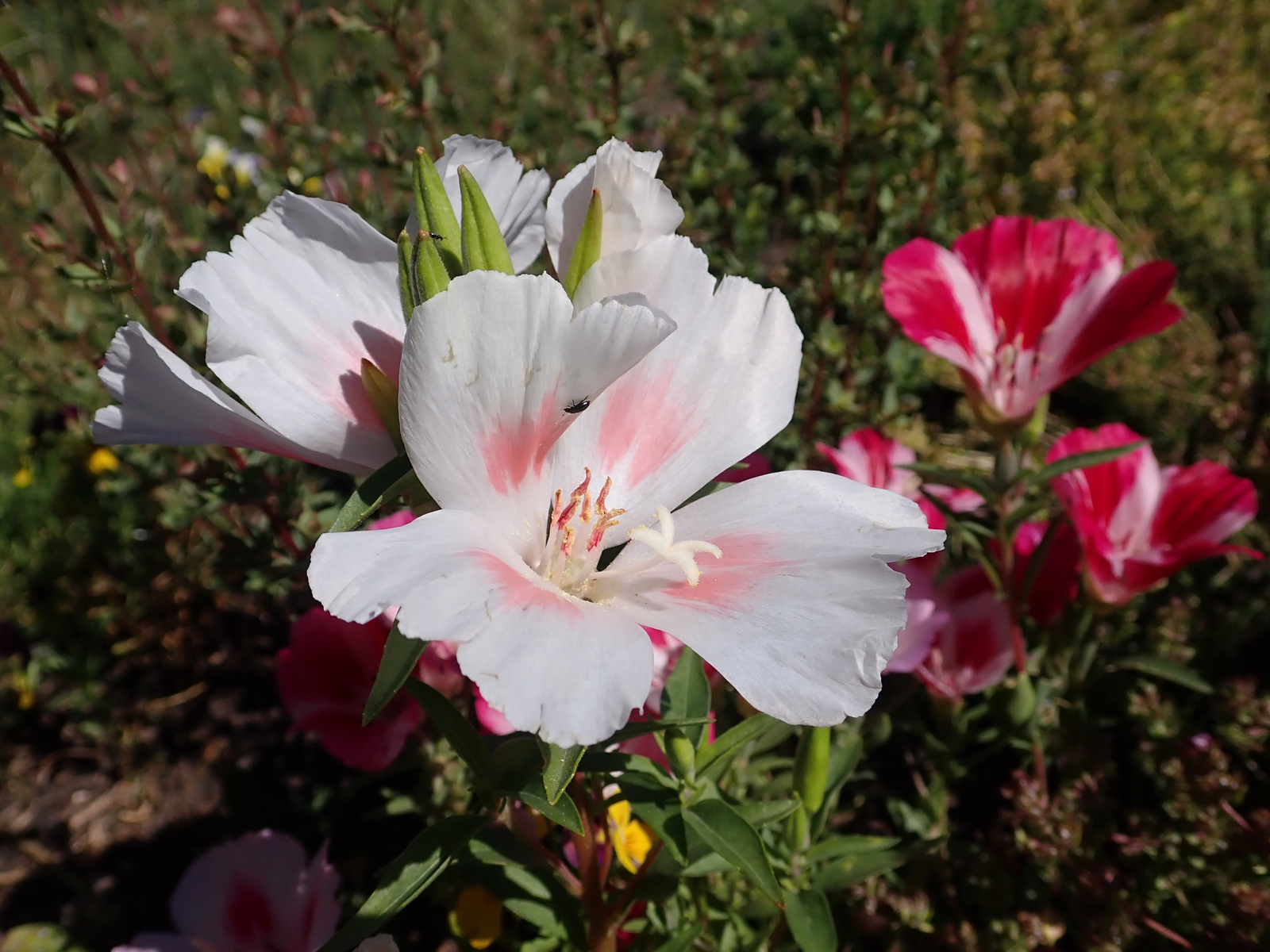 3,000 CLARKIA AMOENA Seeds (White Farewell to Spring) | NON-GMO | Free shipping