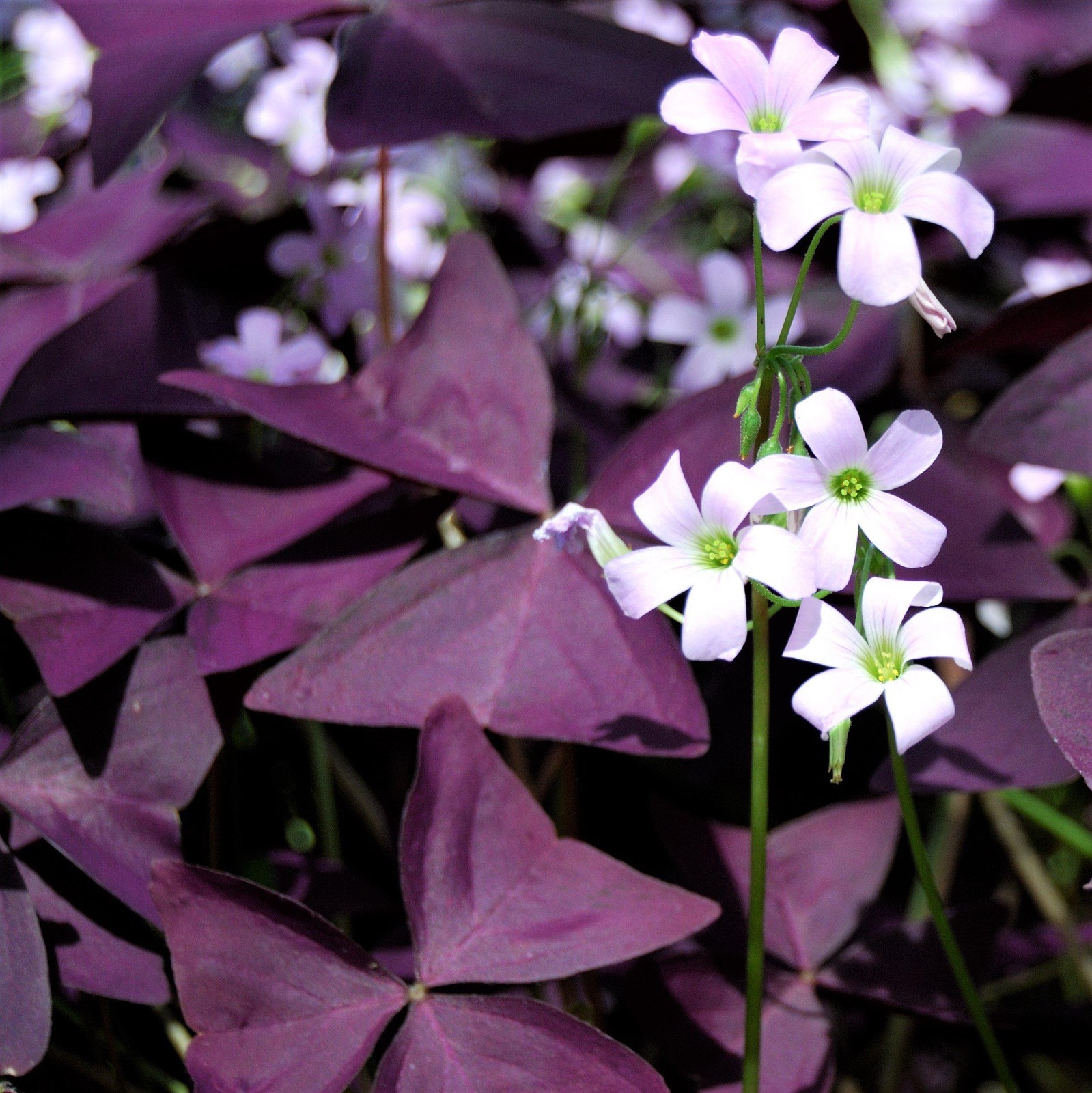 Oxalis Triangularis Purple Shamrocks 20 Plant Bulbs, Easy to Grow
