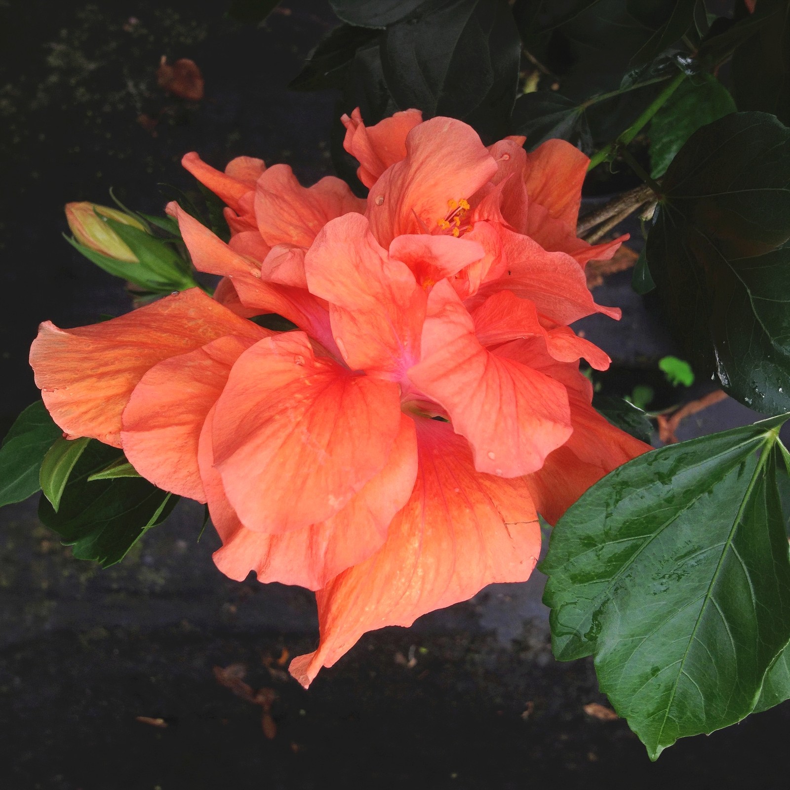 Jane Cowl Orange Peach Tropical Hibiscus Live Plant Double Flower Landscape Type