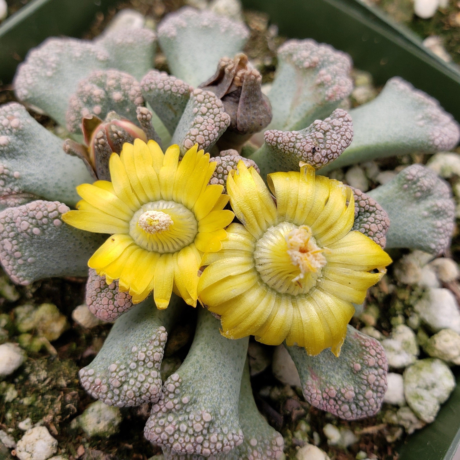 Titanopsis calcarea cactus Cacti Succulent real live plant