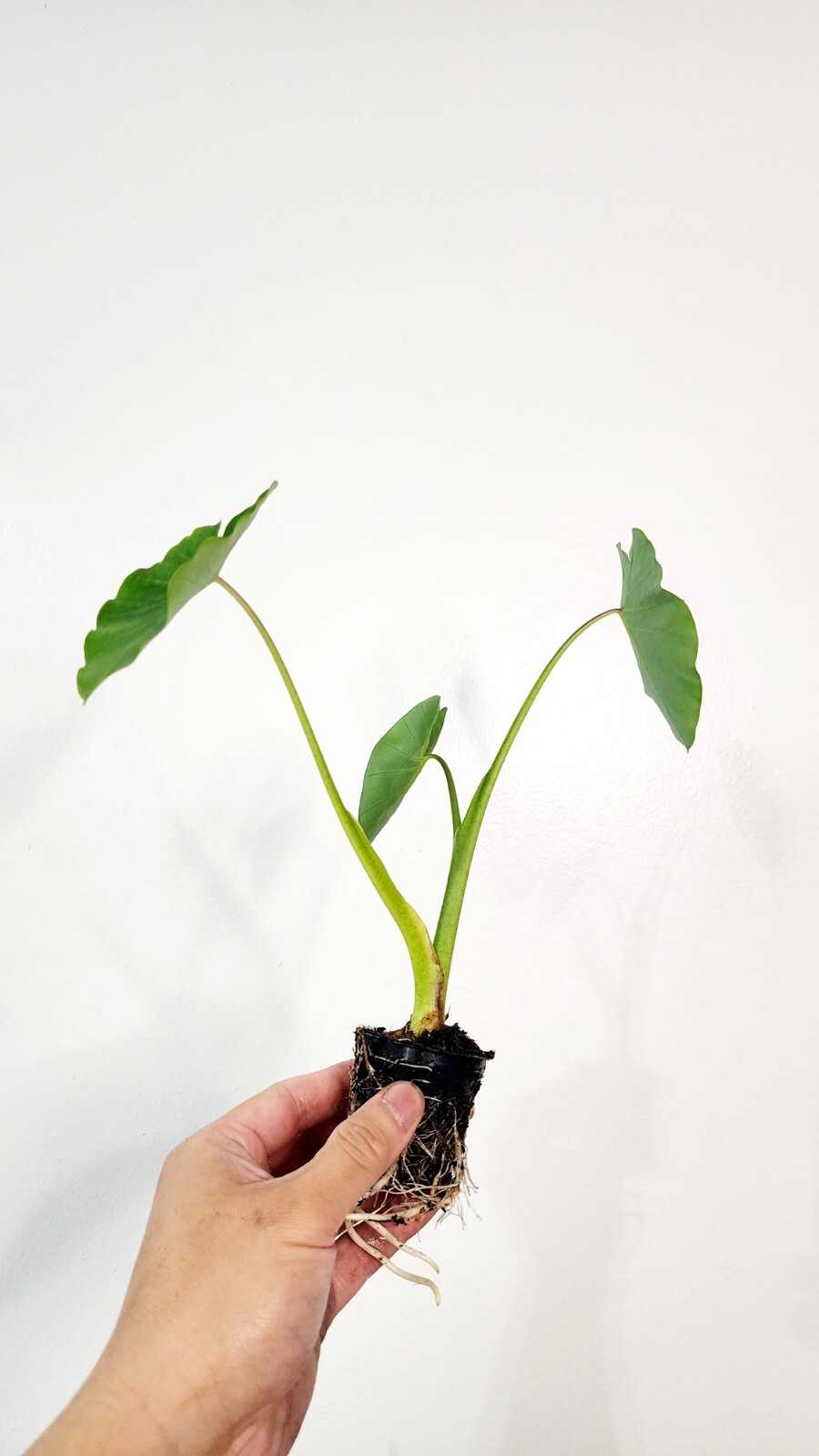 Live Green Taro Tropical Aquatic Marginal Bog Pond Plant