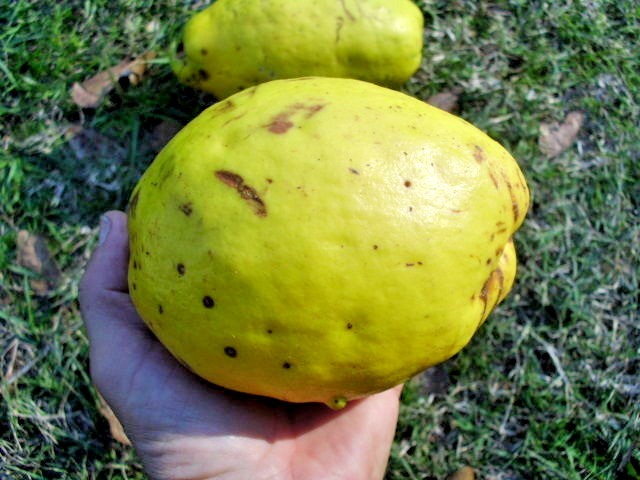 15 CHINESE QUINCE SEEDS – Pseudocydonia sinensis