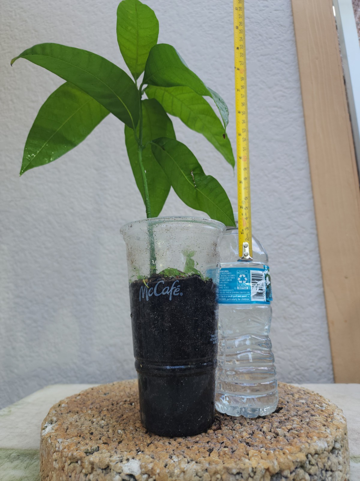 Rare Red Mango Tropical Fruit Tree 7”-10” In The Pot/Seeding Mango Live Plant