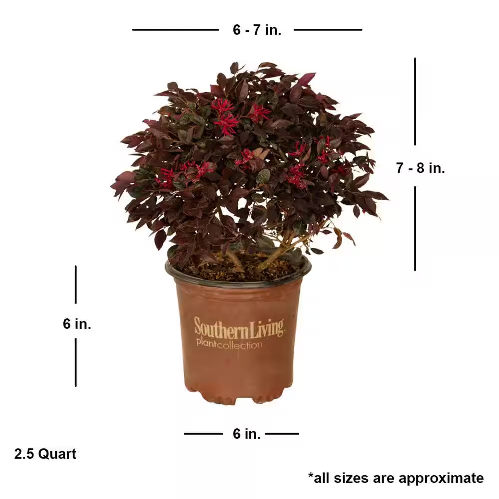 Purple Loropetalum Shrub Evergreen Flowering Bush 2.5 Qt Dwarf Pink Blooms