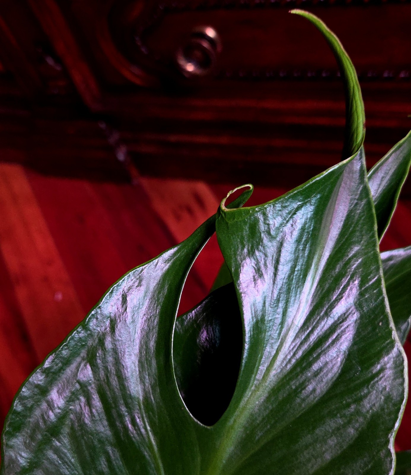 Rare XL Monstera Burle Marx Flame 25″ Tall Aroid Not Philodendron Anthurium