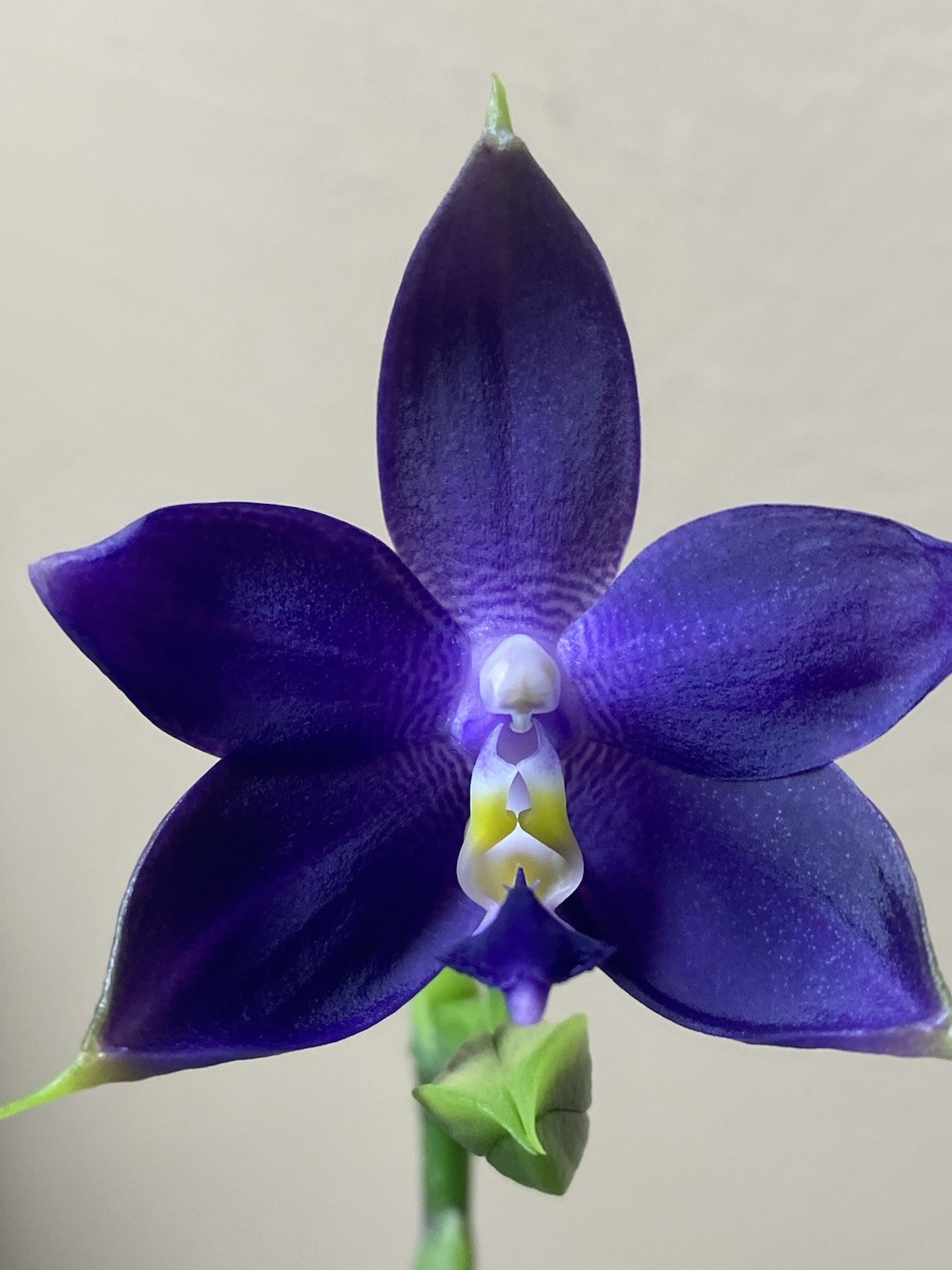 Original Phal Phalaenopsis KS Samera x violacea indigo ‘#14’-FRAGRANT