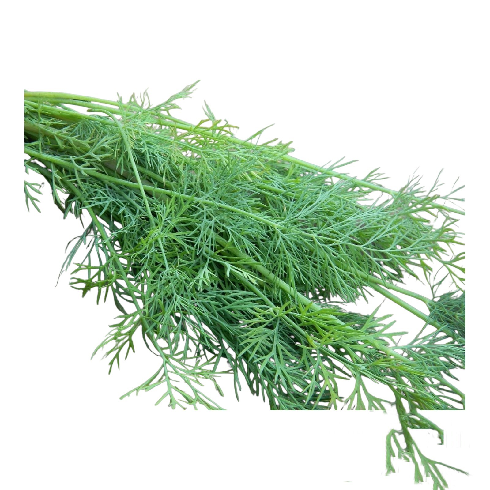 800 + Mammoth Long Island Dill Seeds | Heirloom | Non-GMO | Fresh Garden Seeds