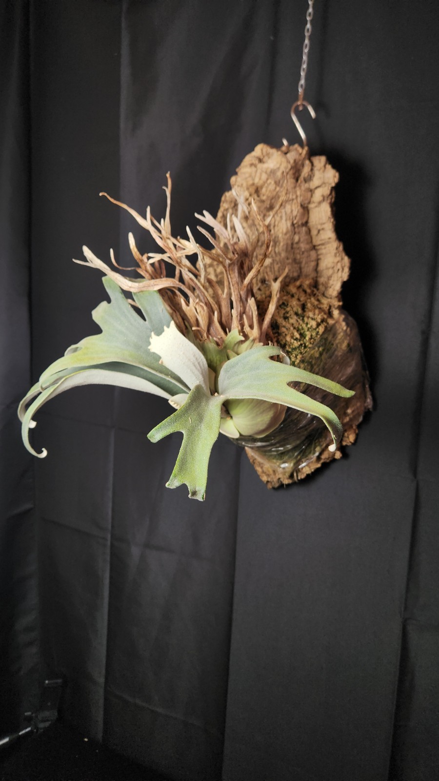 LARGE Auburn River Platycerium Veitchii Mother Plant On Cork Mount