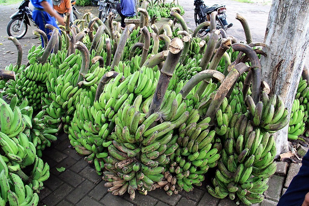 Lacatan Musa- Live Banana Tree-SMALL ROOTED STARTER PLANT-Fruits in 8-12 months!