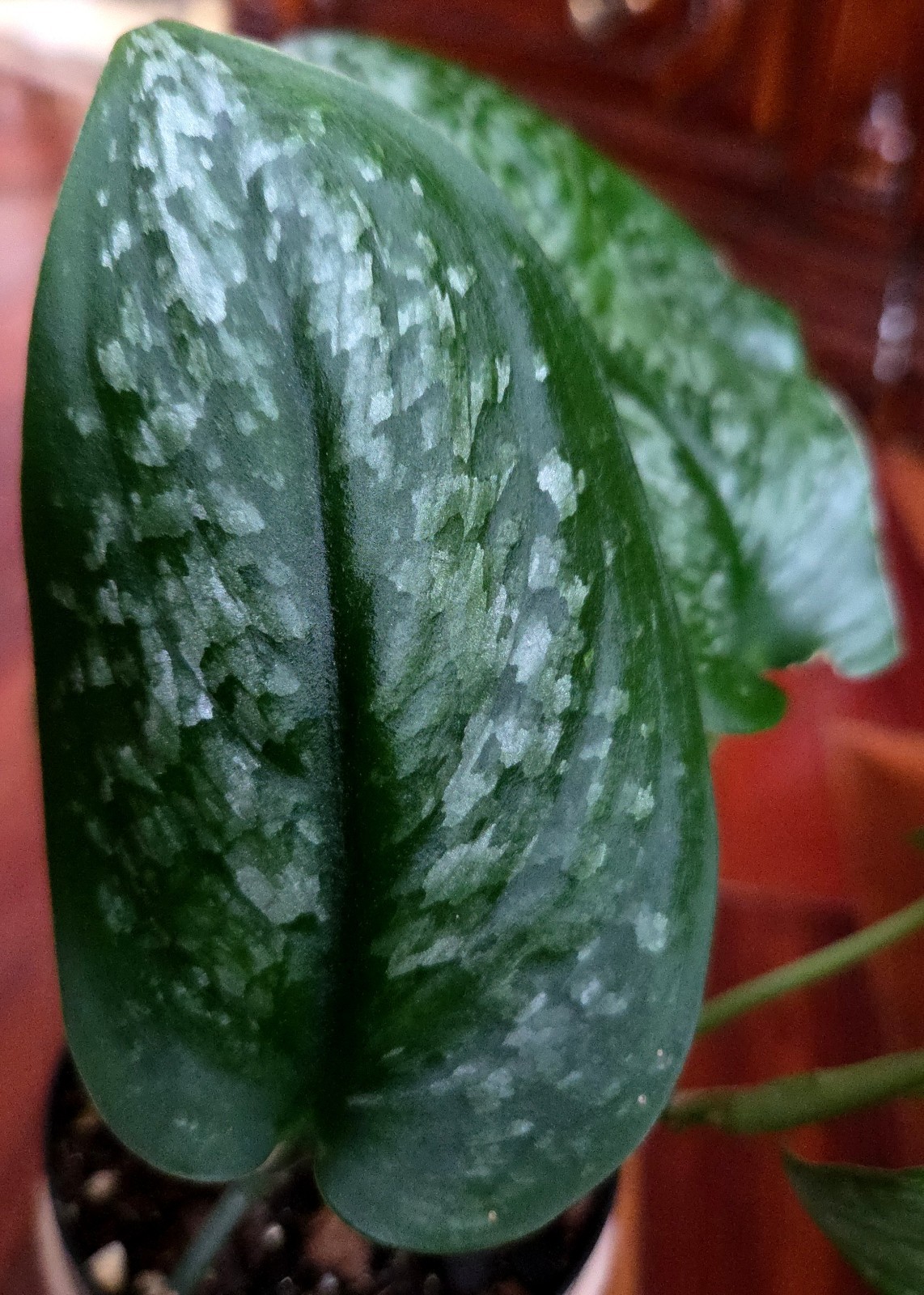 Rare Scindapsus Blue Splash 12″ Tall 2 Plants Aroid not Monstera Philodendron