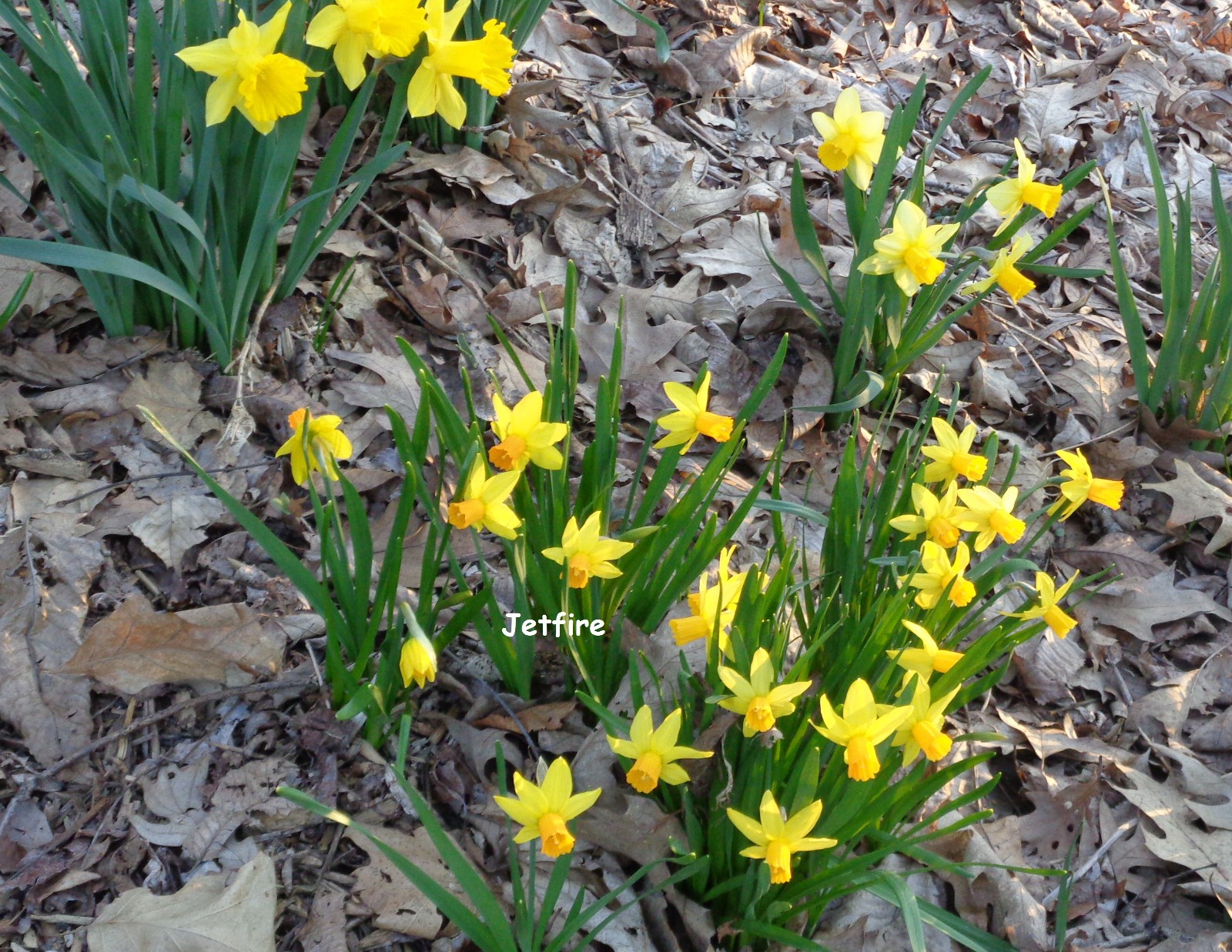 37 DAFFODIL BULBS JETFIRE (miniature) ICE FOLLIES Narcissus FromMyGarden*READ*