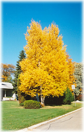 Paper Birch, Betula papyrifera, Tree Seeds