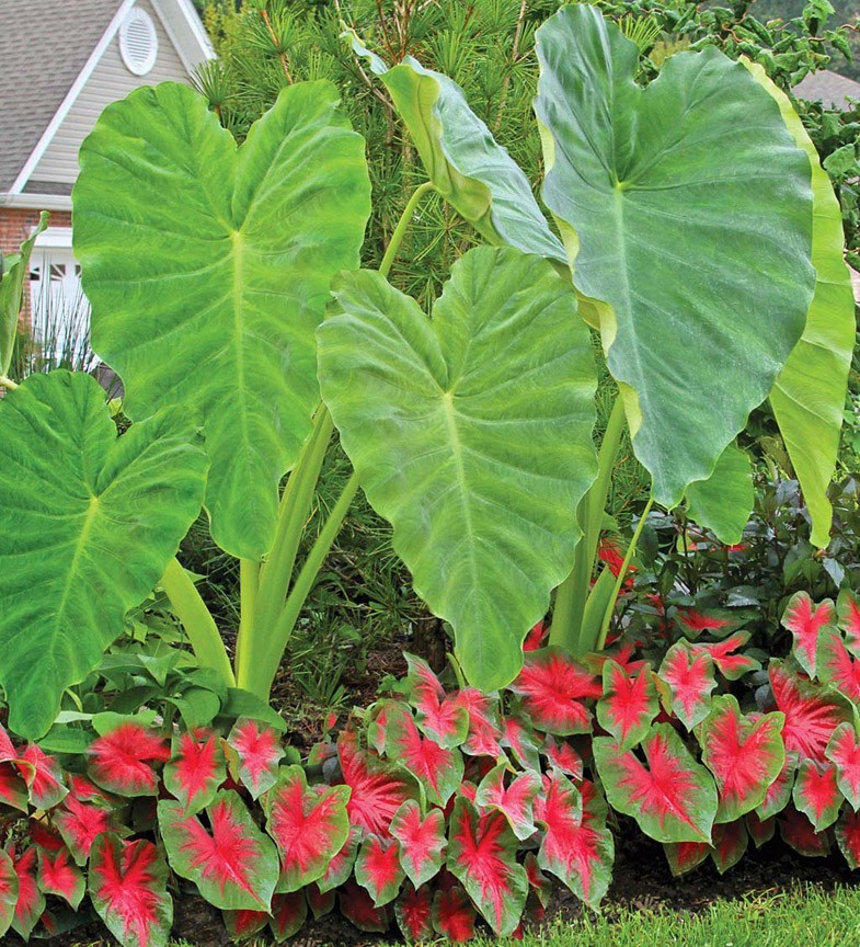 5-Pack * Elephant Ear Bulbs * Grow a Tropical Garden! – FREE SHIPPING –