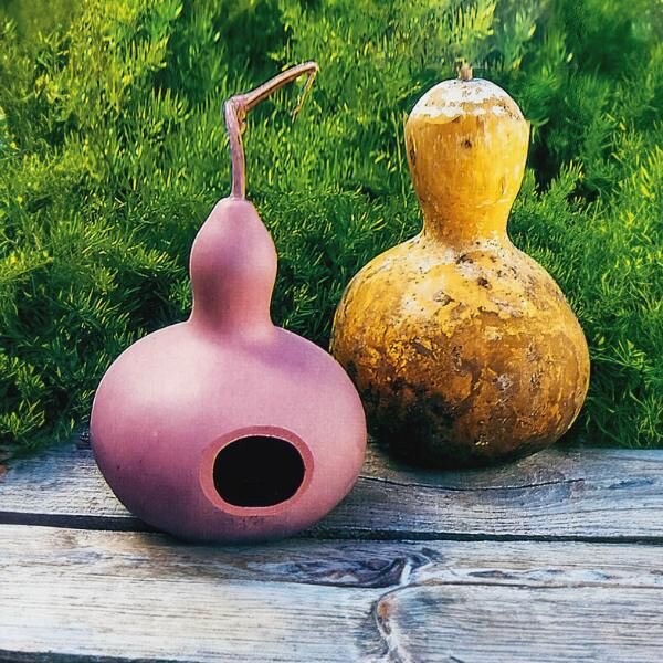 Birdhouse Gourd, 15 Seeds. Free Shipping, USA.
