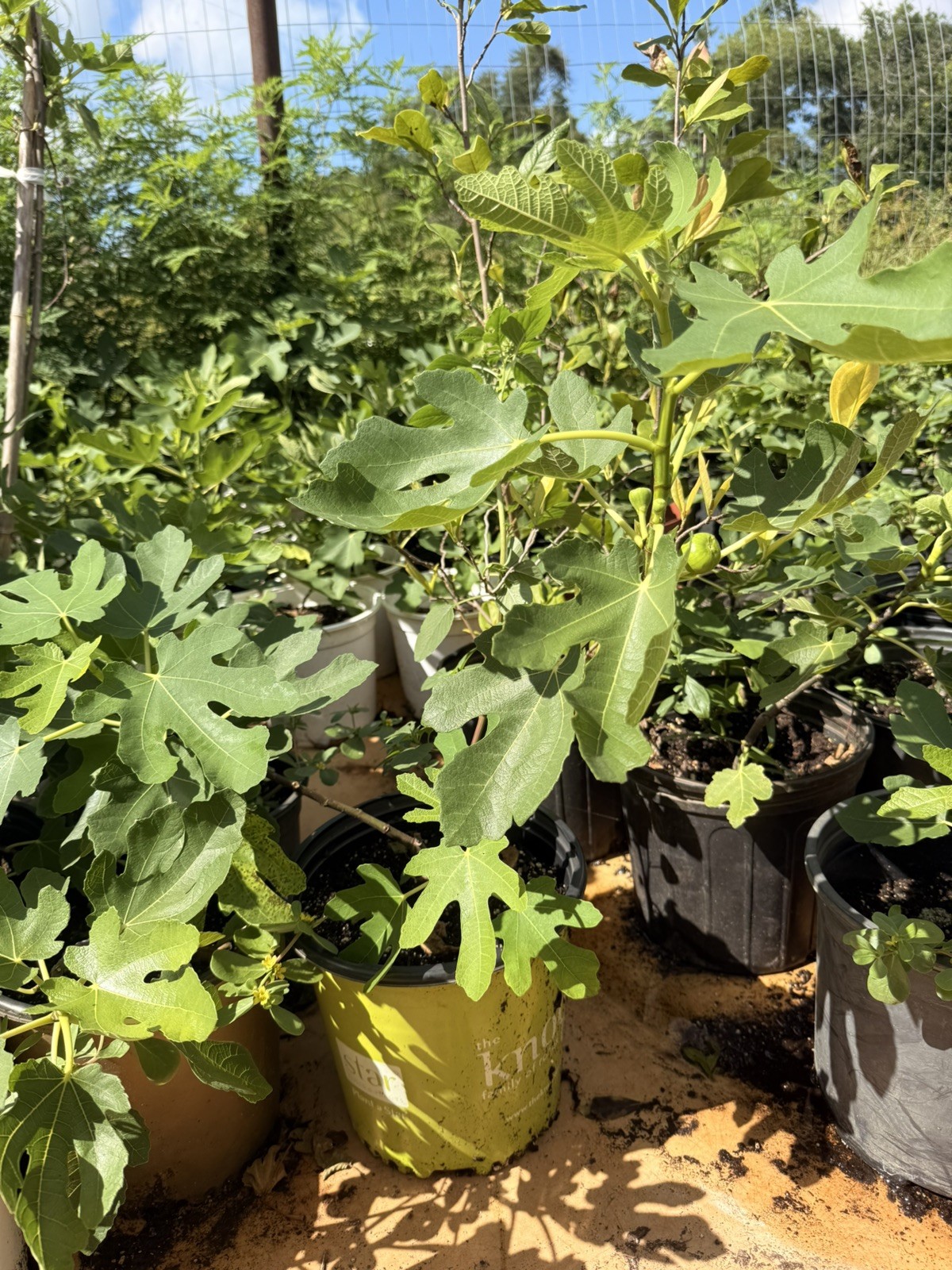 10 FIG TREE CUTTINGS -FRESH- From Fruiting Tree 4 in Each Organic