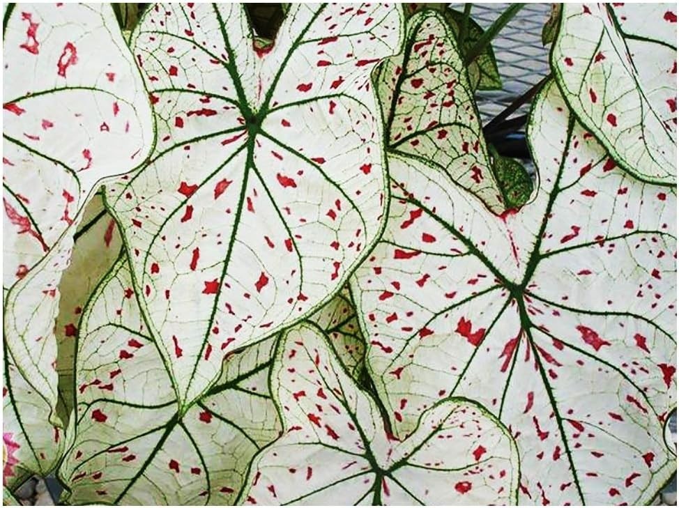 Fancy Leaf Caladium – Cranberry Star – Large Size Bulb – Hardy Zones 9-11