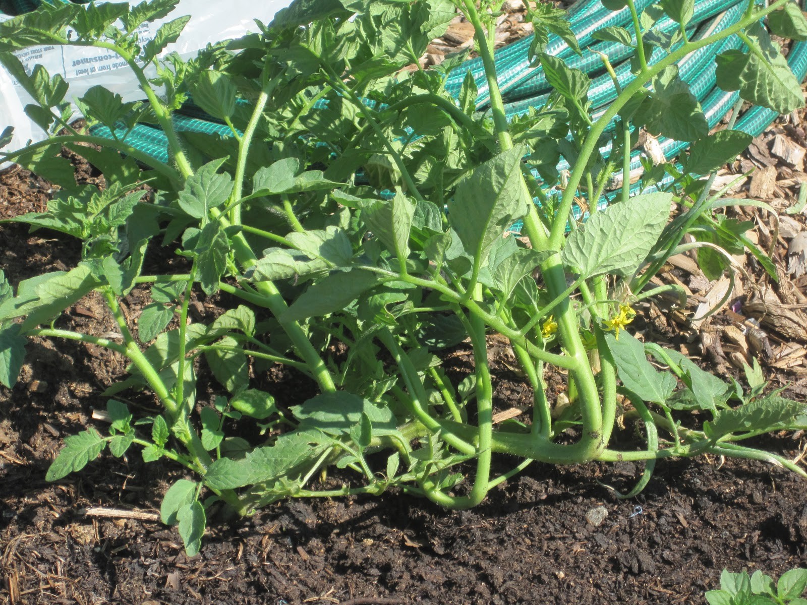 Barlow Jap tomato seeds non-gmo heirloom open pollinated SUPER DELICIOUS 25