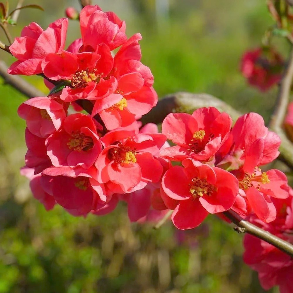 Chaenomeles Spitfire Japanese Flowering Quince Pre Bonsai Dwarf Shohin Flowers