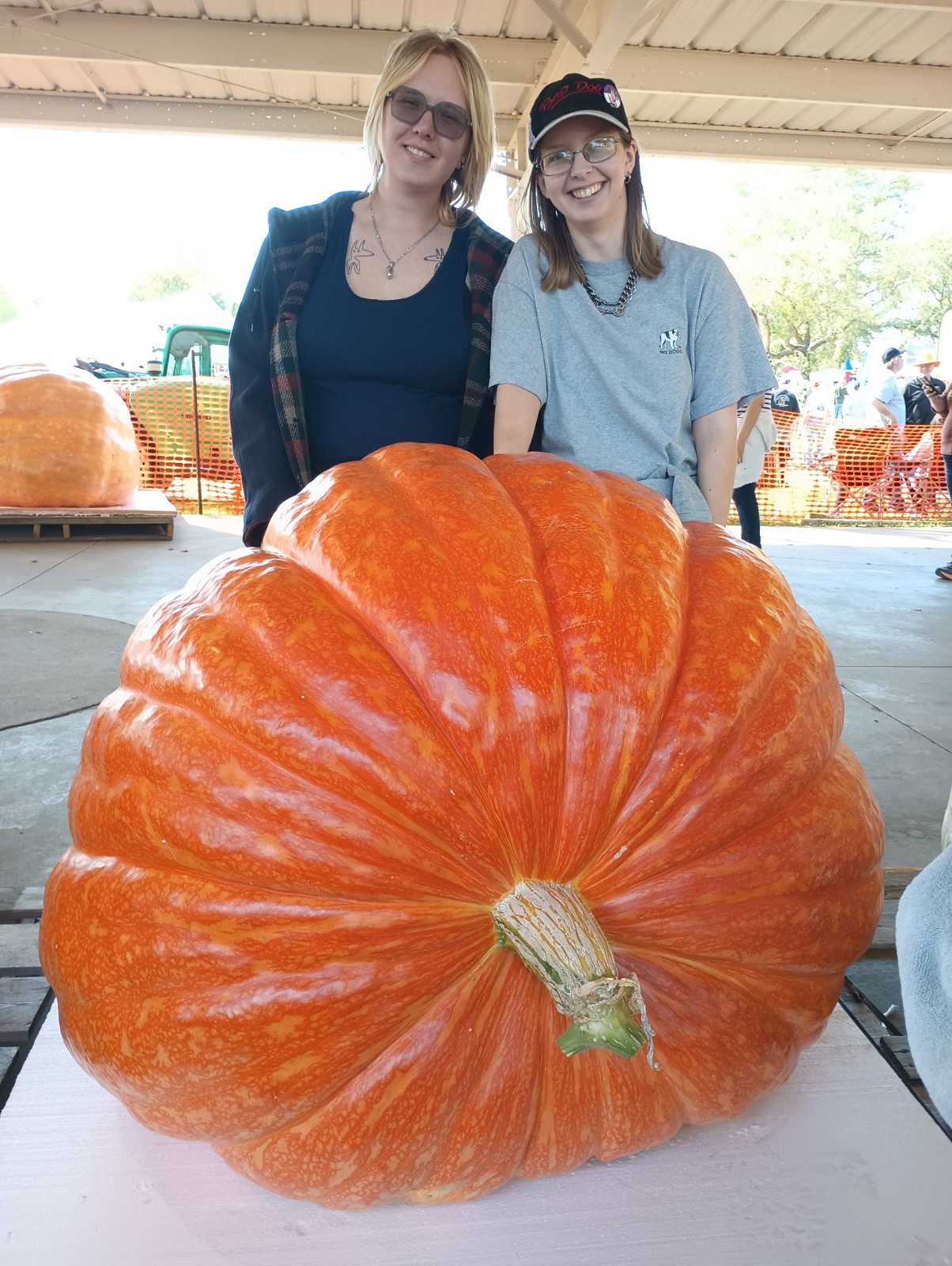 Giant Pumpkin Seeds 2024! Incredible Color And Shape! Howard Dill Award Winning
