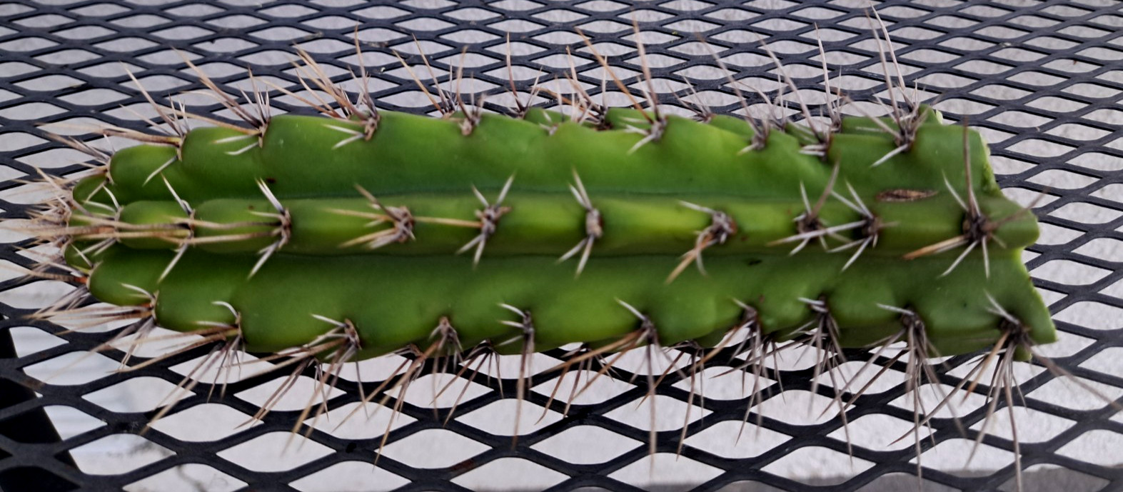 Browningia Caineana Columnar Cactus Cutting H7.5 ^726