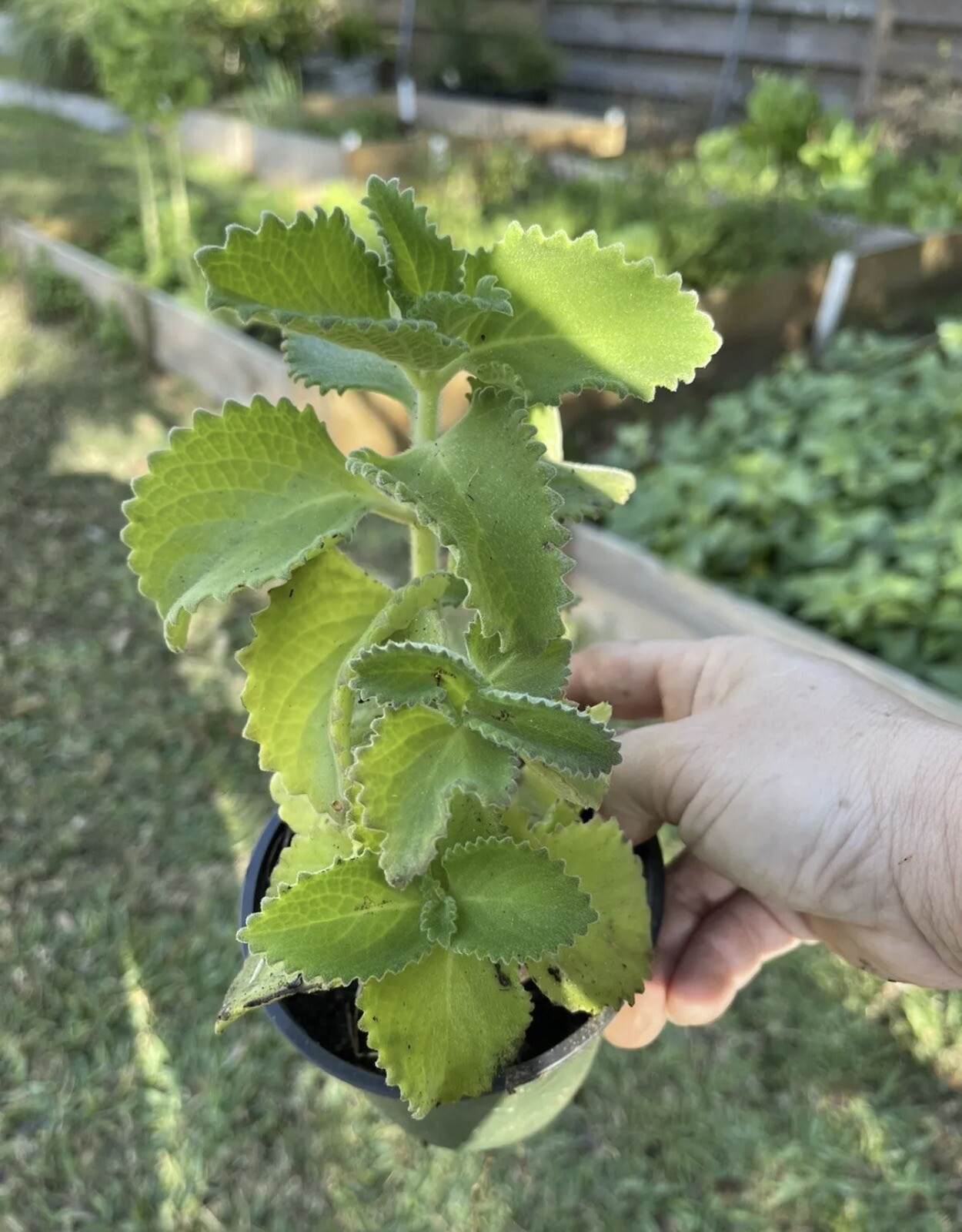 A Cup Cuban Oregano~Mexican (ORGANIC) Well Rooted plant (5-10 Inches)