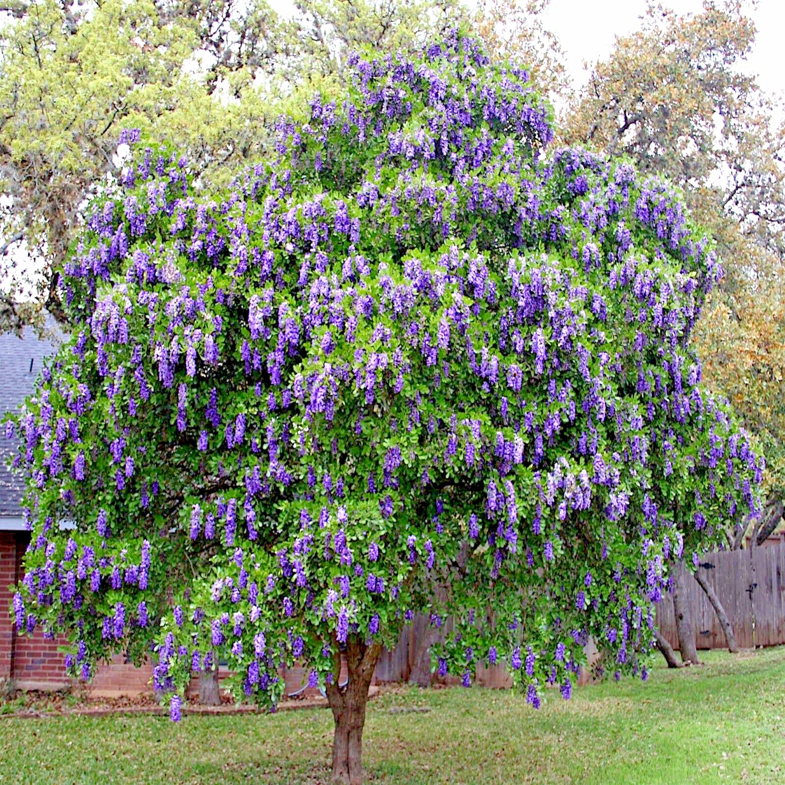 TEXAS MOUNTAIN LAUREL FLOWER TREE SEEDS (Sophora Secundiflora) Mescal Bean