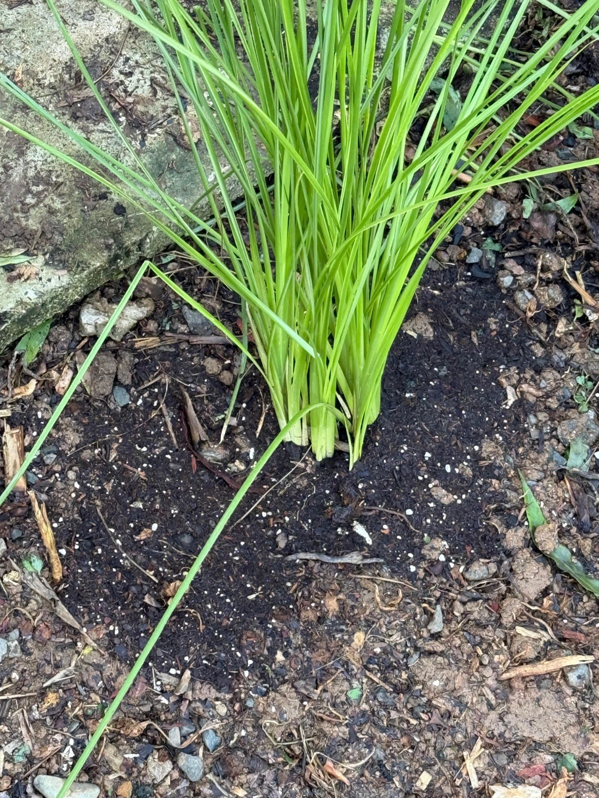 Vetiver live plant for EROSION CONTROL & Ornamental use