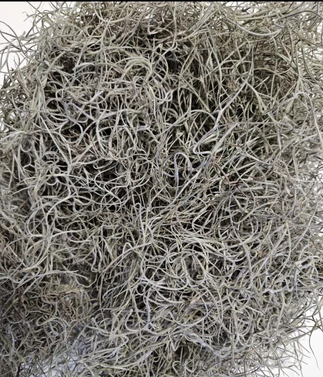 5 Gallons Dried Spanish Moss – Floral Decor, Arts & Crafts, Pet Bedding