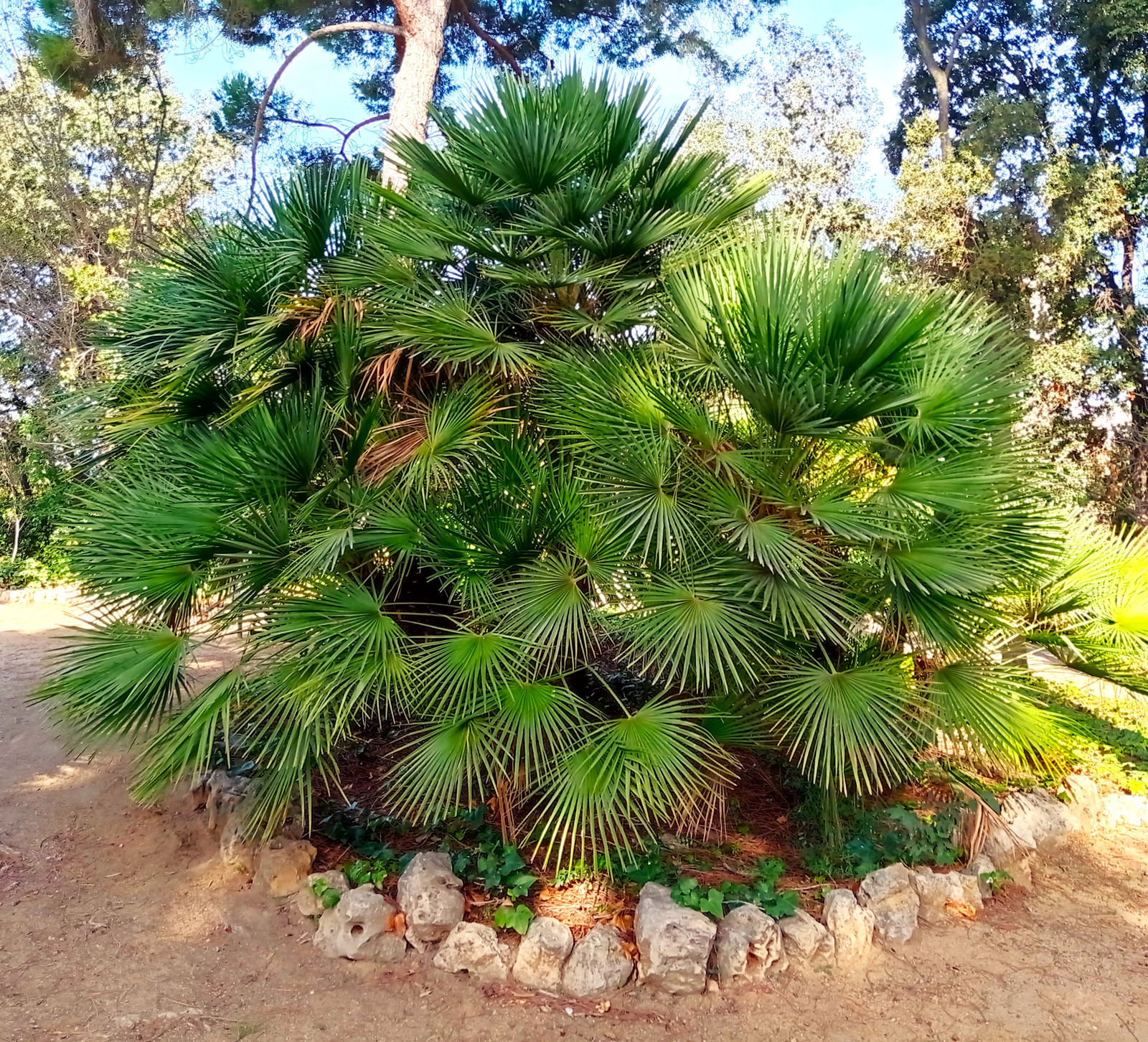 European Fan Palm Tree Seeds |Chamaerops Humilis Palmito Seed 2025 Fast Shipping