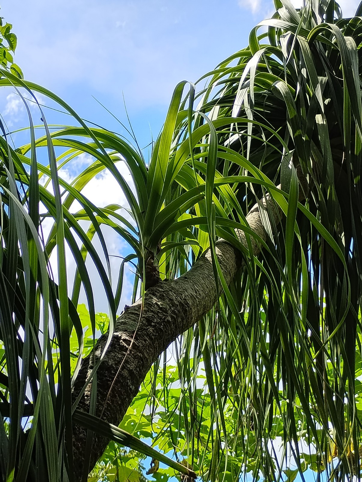 “Rare” Beautful Ponytail Palm 30 Year Old Tree