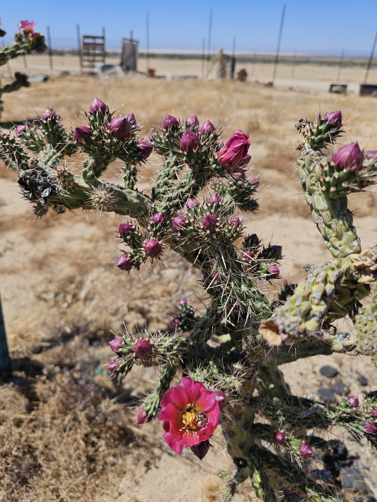 Cylindropuntia Imbricata sbs spinosior (Tree cholla), 3 cuttings 4-6”; 0F Hardy