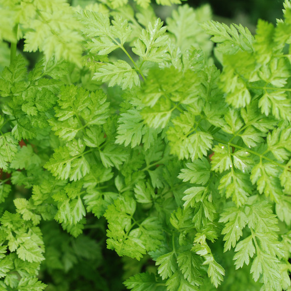 Chervil Seeds | Heirloom – Non-GMO | Free Shipping | Herb Seeds | 1170
