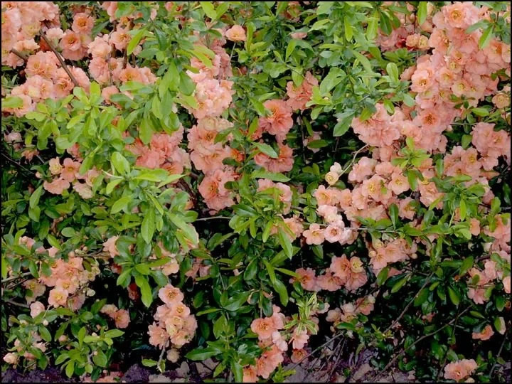 Cameo Flowering Quince 1 Live Plant 3.5 Inch Pot