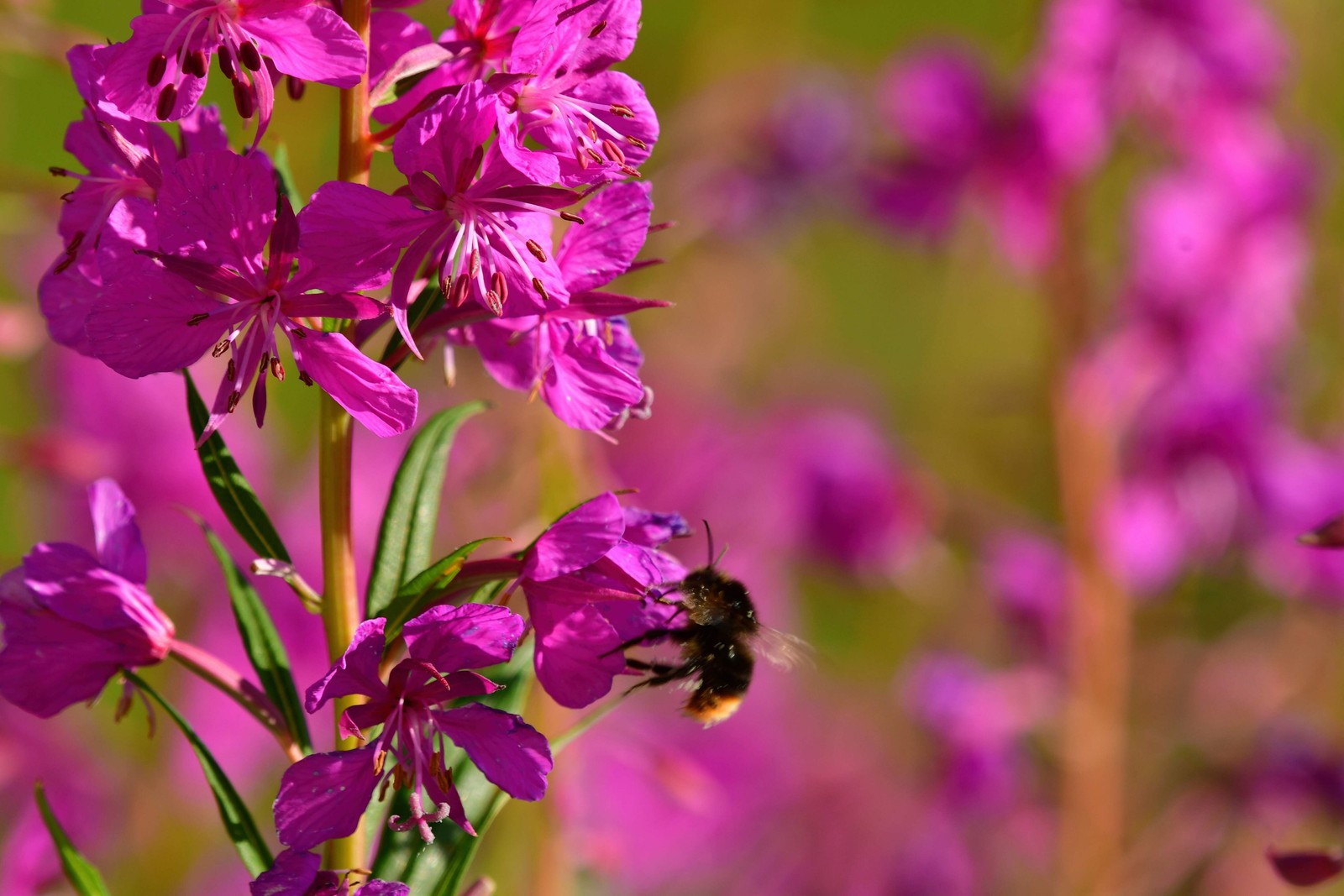 1000 PINK WINGED LOOSESTRIFE Lythrum Alatum Flower Seeds