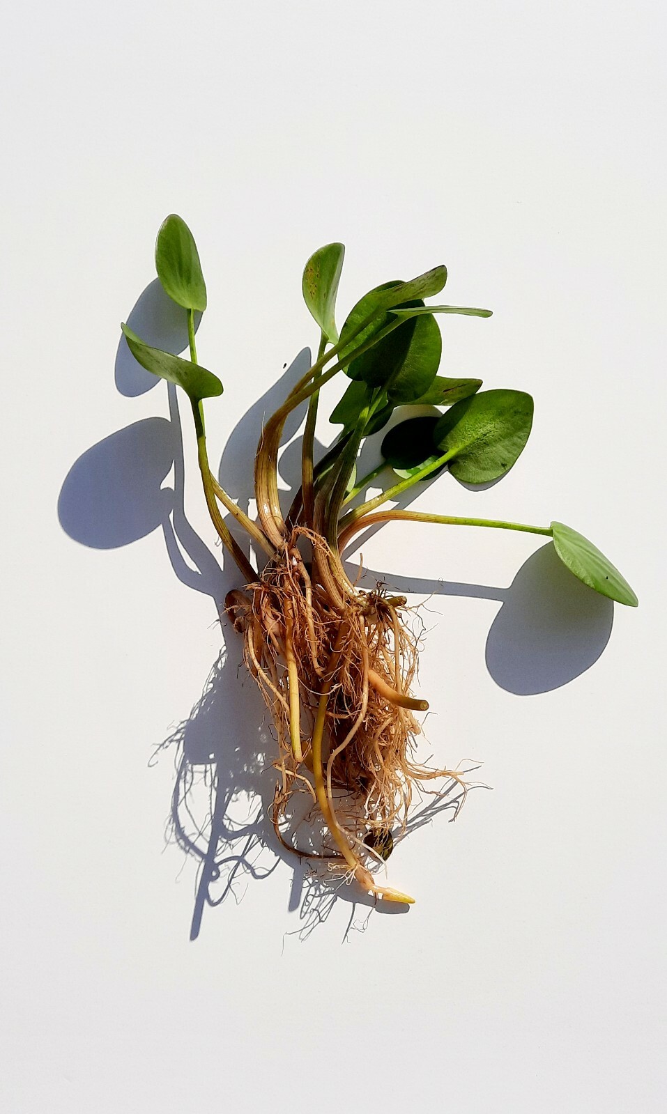 Live Frogbit Hardy Aquatic Marginal/Floating Pond/Bog – Buy 2 Get 1 Free