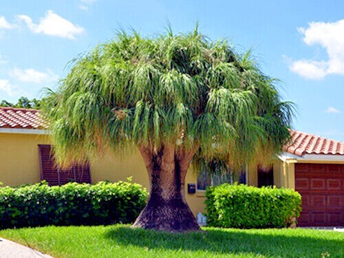 Ponytail Palm Tree Seeds (Beaucarnea recurvata) Elephant Foot Indoor House Plant