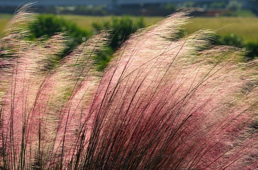 30 Pink Muhly Grass Seeds for Planting